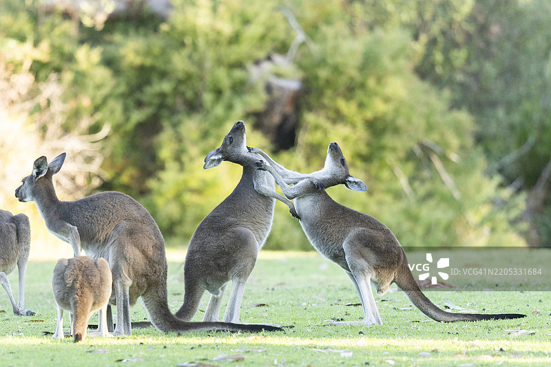 袋鼠在打斗玩耍图片素材