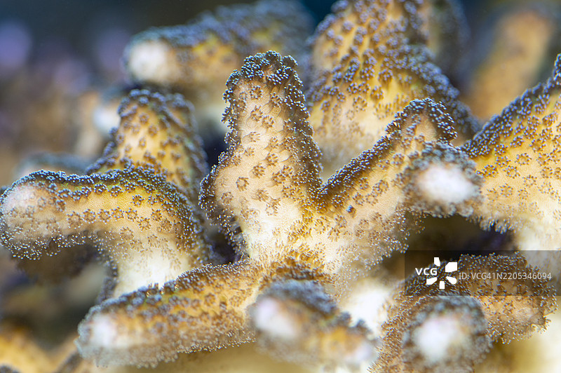 硬珊瑚SPS，蒙蒂珀拉属图片素材