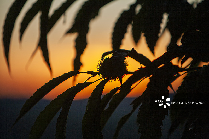 日落时的栗树剪影图片素材