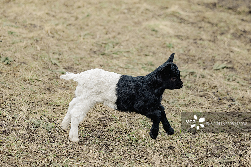 瓦莱黑颈小山羊图片素材