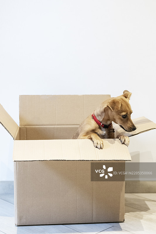 包裹箱里的狗图片素材