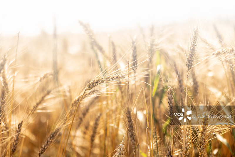 夏季自然田野的日落，天空明亮。美丽的小麦穗在乡村生长。农业农村背景。生态食品生产。图片素材
