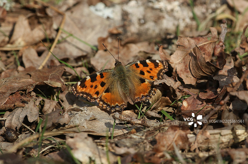 一只罕见的大龟壳蝴蝶（Nymphalis polychloros）在林地空地的落叶上，享受阳光。图片素材
