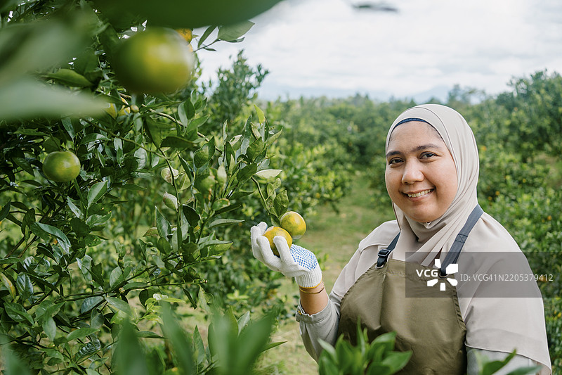 橘子园中的女性农民肖像图片素材