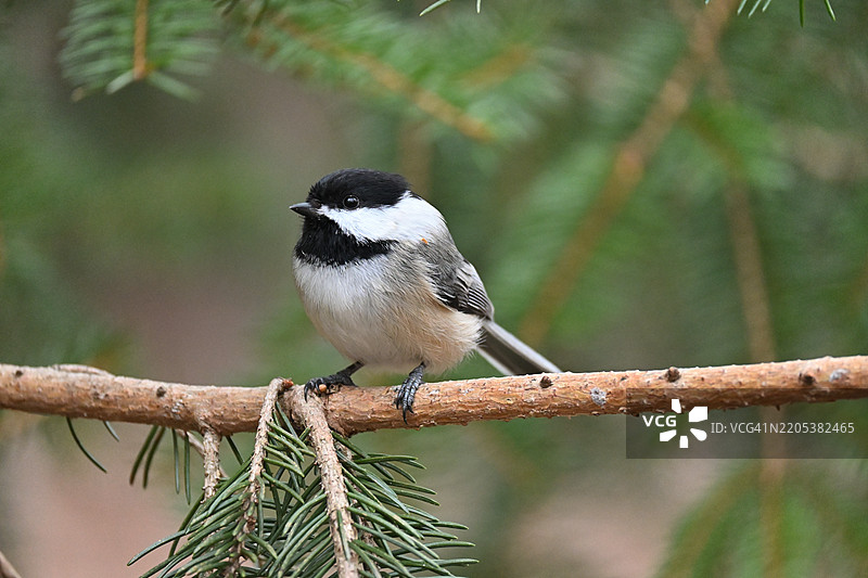 山雀栖息在常青树枝上，面向左侧镜头图片素材