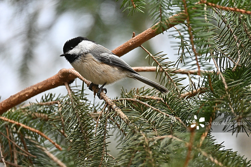 山雀与常青植物图片素材