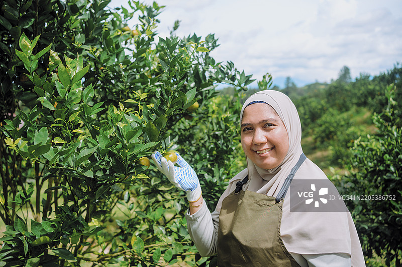 橘子园中女性农民的肖像图片素材