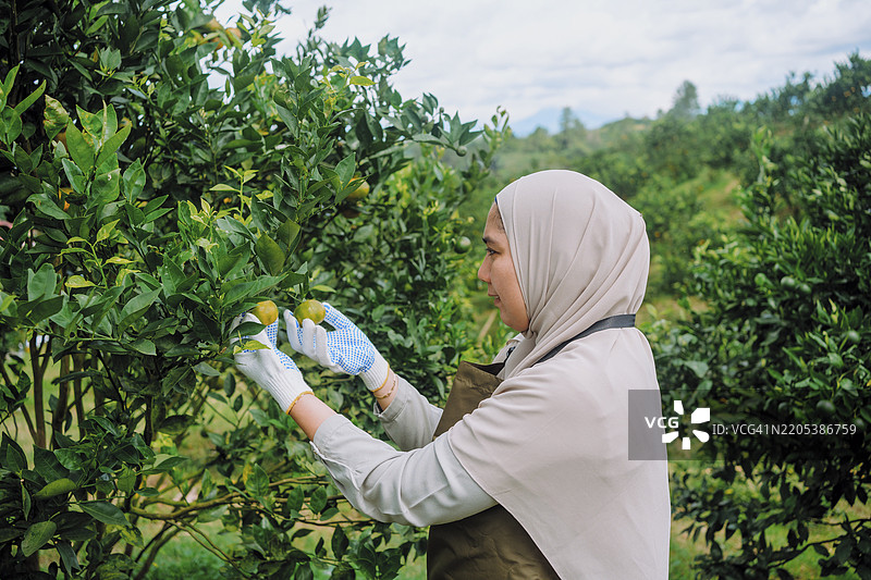 亚洲农民在果园里检查橘子果实图片素材