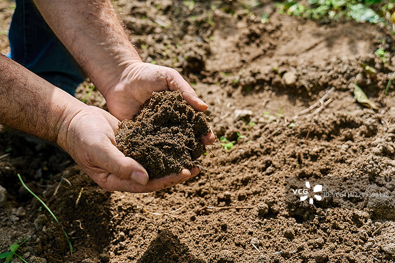 农民在田地里检查土壤质量。手中握着蔬菜园中的有机土壤。图片素材