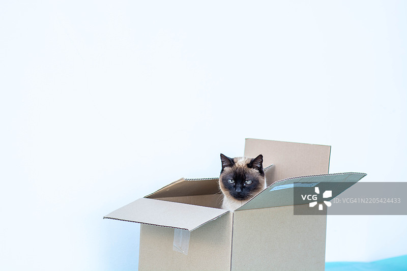 好奇的暹罗猫在纸箱里放松图片素材