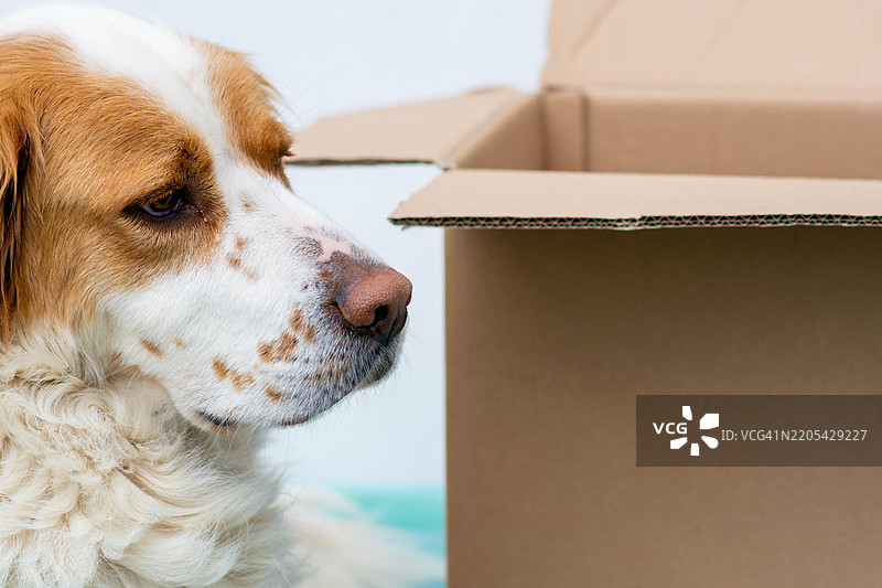 好奇的狗狗在看纸箱：宠物为搬家日做准备图片素材