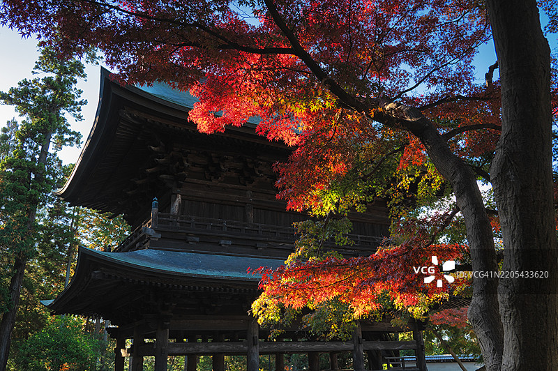 圆觉寺境内的秋叶图片素材