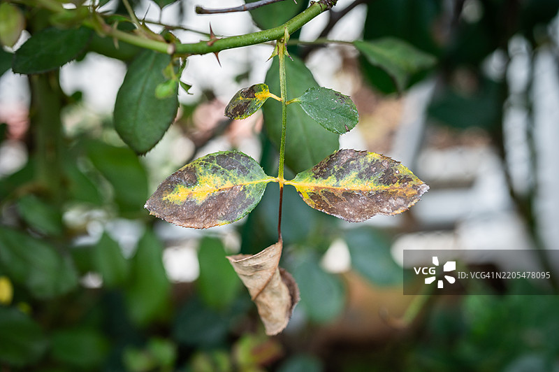 玫瑰叶上的黑斑。黑斑是一种影响玫瑰的真菌病（Diplocarpon rosae）。图片素材