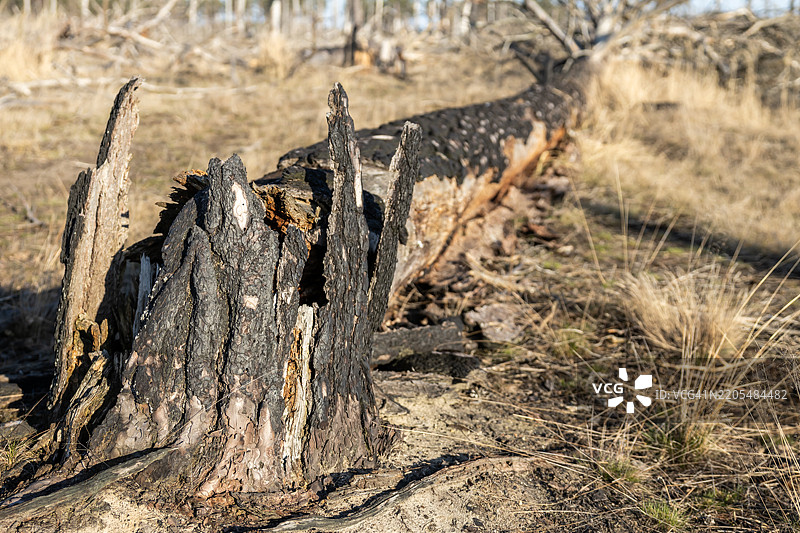 大森林火灾后烧焦倒下的树木图片素材
