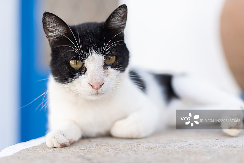 街上的美丽猫咪图片素材