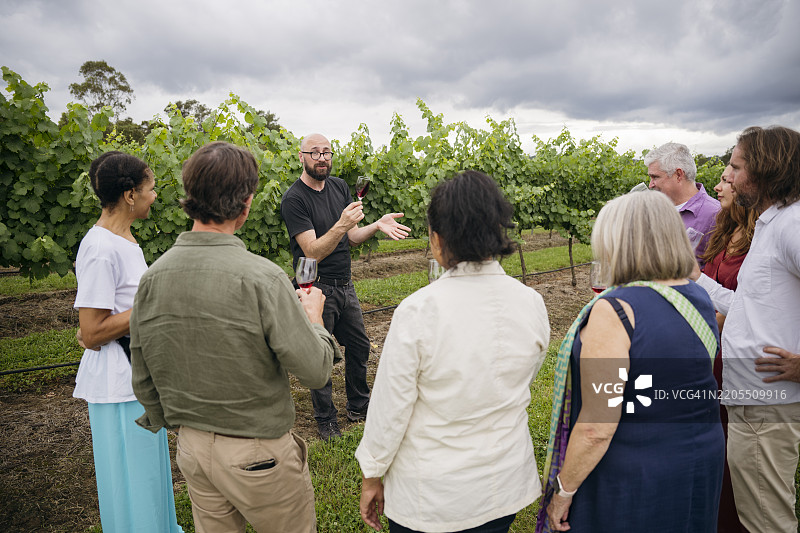 导游和客人在春季的葡萄园中享受红酒图片素材