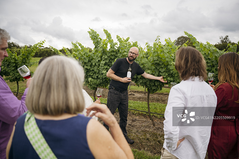 品酒客在导游带领下参观葡萄园图片素材