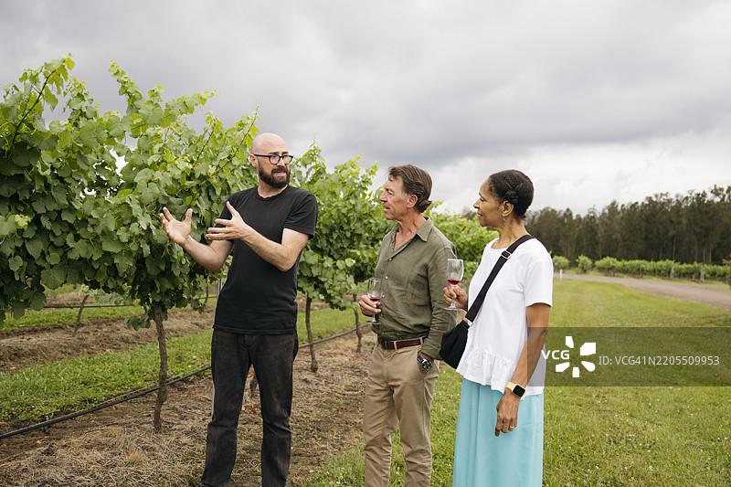 运营经理带着一对老年夫妇参观葡萄园图片素材