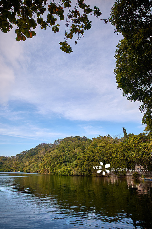 树下的鳄鱼湖景色。图片素材