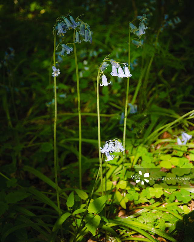 树林中的蓝铃花 I图片素材