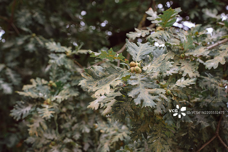 年轻的橡树和泥泞雨后的小橡果图片素材