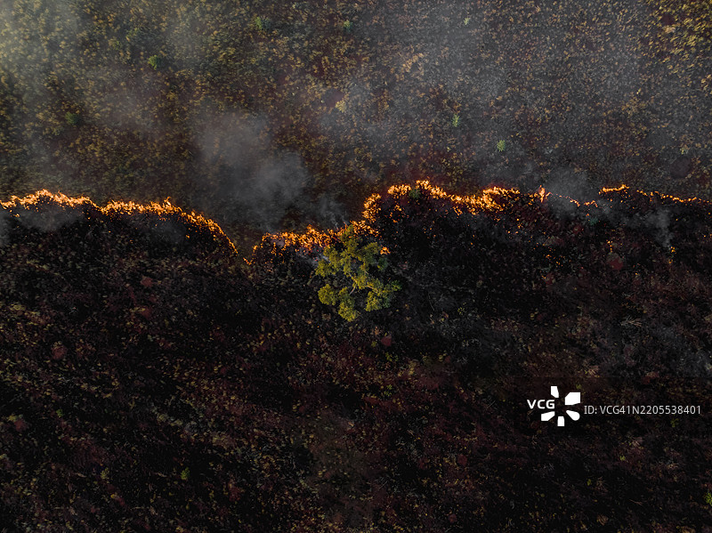无人机拍摄的图像，正上方是一棵孤树，周围是澳大利亚灌木丛中的火焰，地点为塔纳米沙漠，北领地，澳大利亚。图片素材