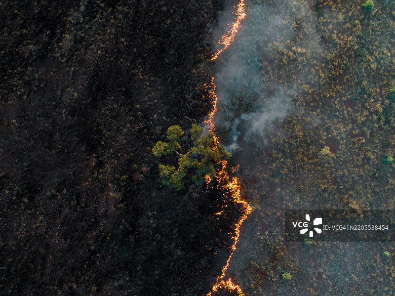 无人机视角下拍摄的单棵树木，未受坦纳米沙漠草火影响，澳大利亚北领地图片素材