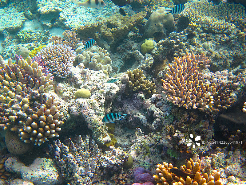 五彩斑斓的珊瑚与剪尾军舰鱼。图片素材