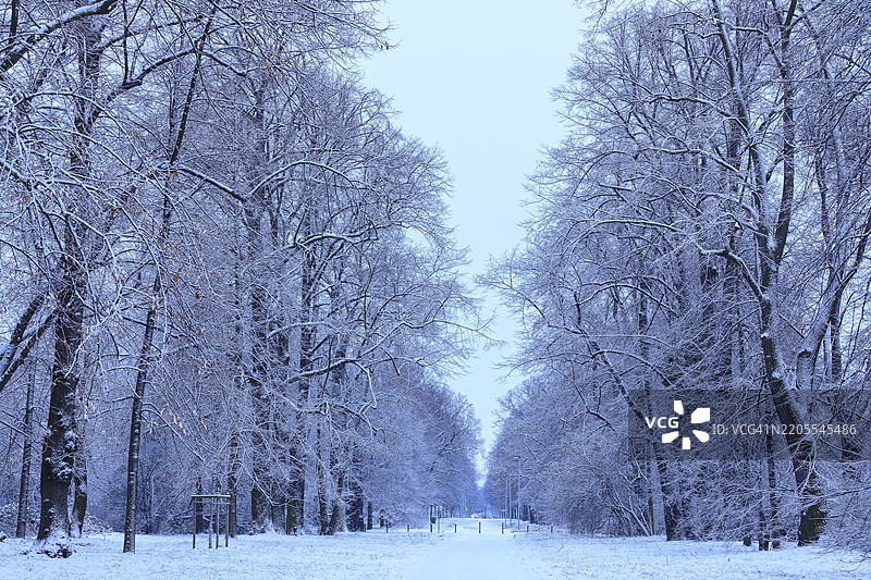 雪中的自然纪念碑皮舍纳大街,四排椴树大道(Tilia),位于德累斯顿萨克森州的奥斯特拉赫赫黄昏时分,德国,欧洲图片素材