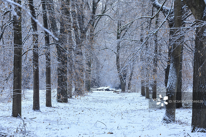 早晨的雪中，德累斯顿萨克森州欧洲皮舍纳大街的椴树大道一景图片素材
