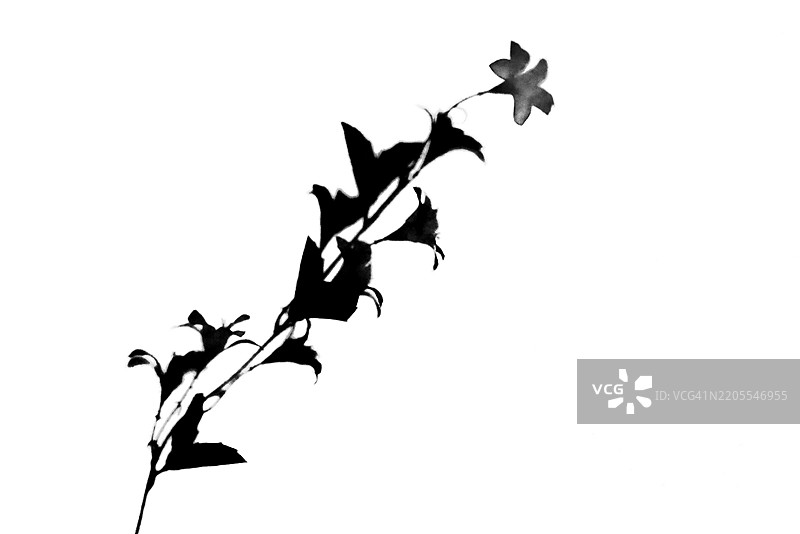 阴影图像，黑白剪影的花卉植物，极简风格表现图片素材