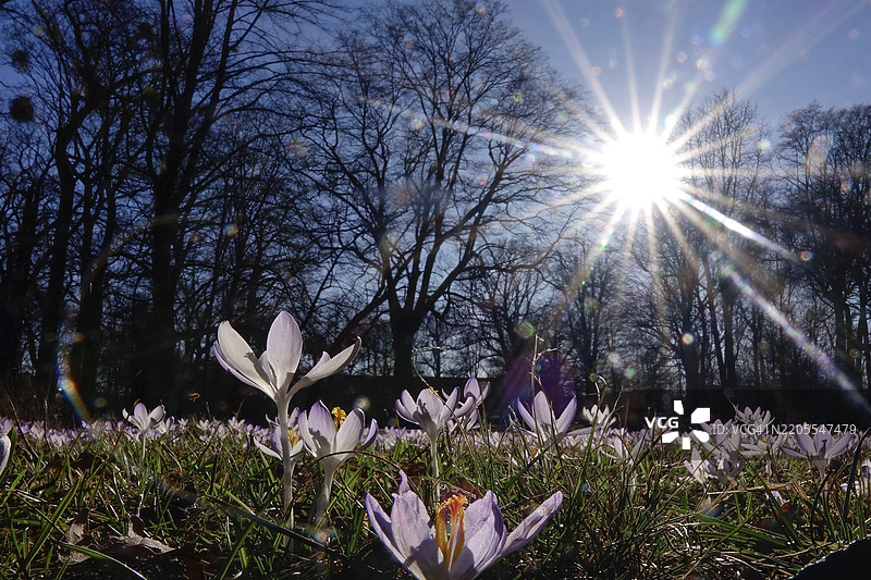 德国欧洲的早春三月，阳光下的番红花草甸图片素材