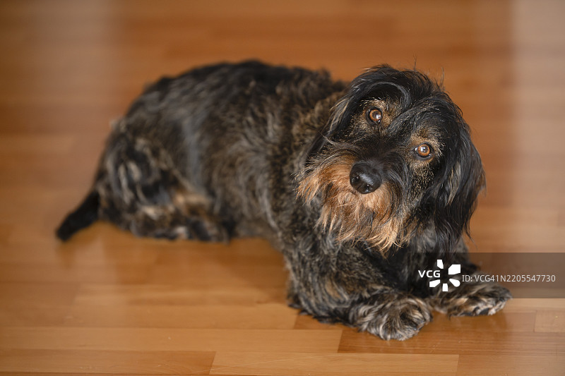 粗毛腊肠犬，雄性狗，躺在镶木地板上，头部倾斜，惊讶，斯图加特，巴登-符腾堡州，德国，欧洲图片素材