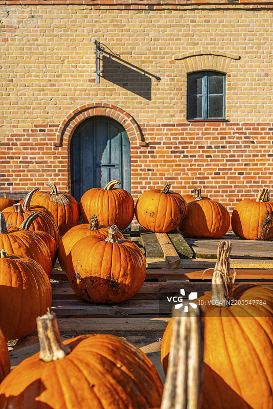 成熟的南瓜躺在农场商店前的一辆旧木拖车上，位于德国布兰登堡州贝利茨附近的里本村。图片素材