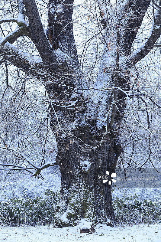 非常古老的椴树(Tilia),作为德国萨克森州德累斯顿皮舍纳大街自然保护区的一部分,覆盖在雪中。图片素材