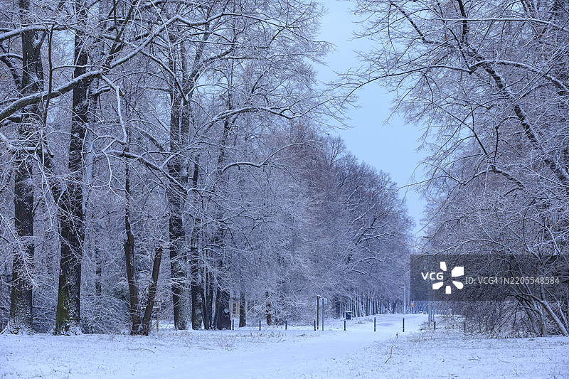 自然纪念物皮舍纳大街的雪景，四排椴树大道（Tilia）在德累斯顿的奥斯特拉赫赫黄昏时分，萨克森州，德国，欧洲图片素材