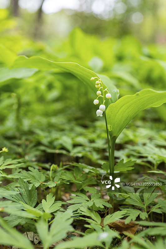 在德国萨克森州莫里茨堡附近的森林中盛开的铃兰（Convallaria majalis）图片素材