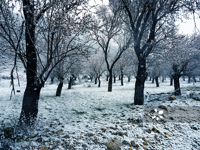 春季意外雪暴中，杏树盛开时飘落的雪花图片素材