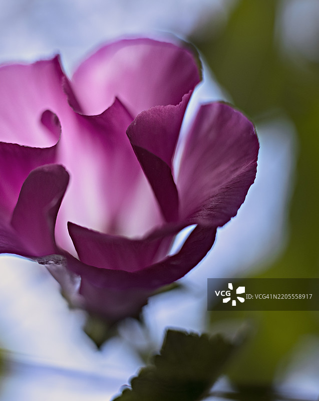 常见锦葵的特写镜头图片素材