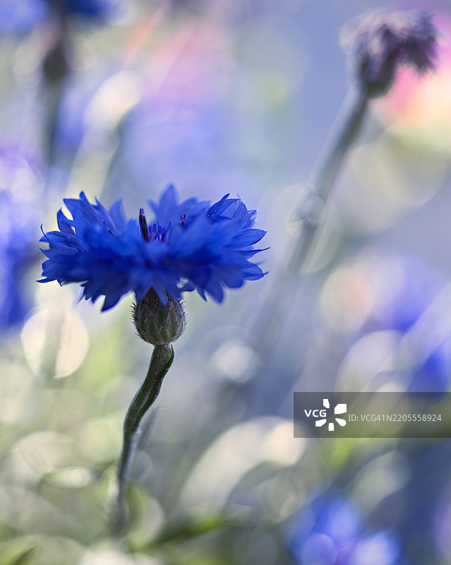 蓝色矢车菊特写图片素材