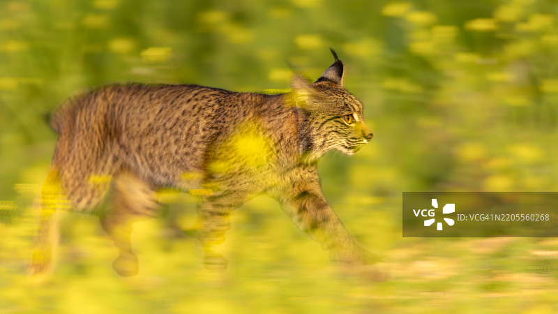 狮子的侧面视图图片素材
