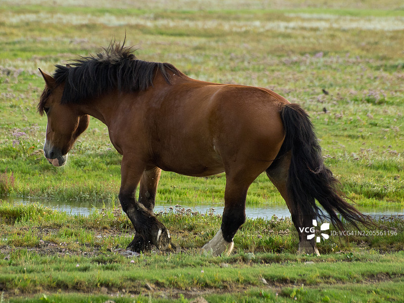 位于北海的尤斯特岛，德国图片素材