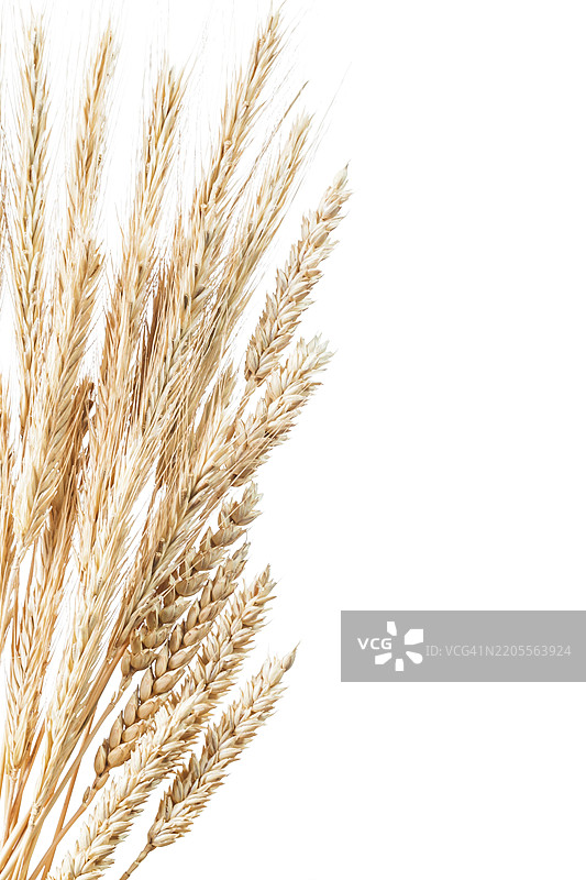 白色背景上的小麦和黑麦穗的垂直图像图片素材