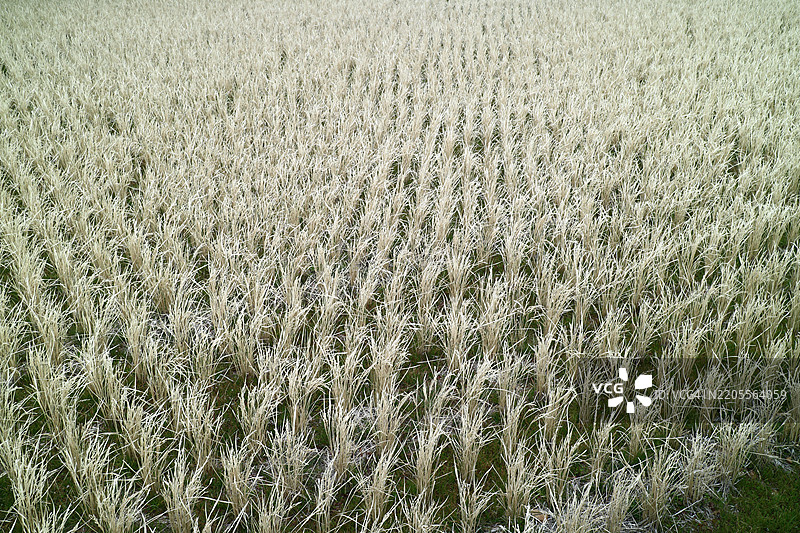日本的玉米田全景拍摄图片素材