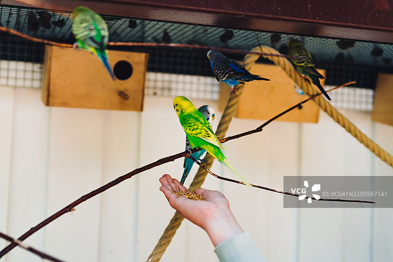 在后院鸟舍中手喂色彩斑斓的鹦鹉图片素材