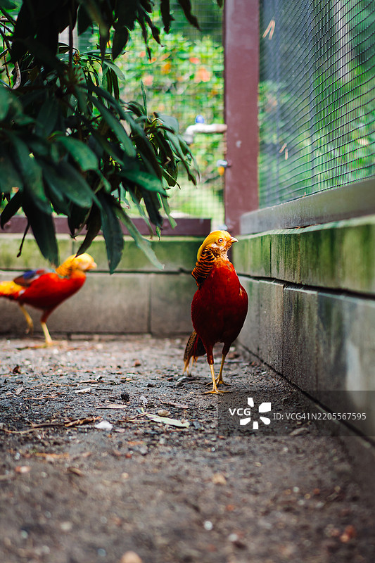 金色雉鸡在郁郁葱葱的自然围栏中图片素材