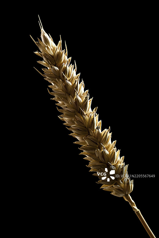 黑色背景上的麦穗孤立图像图片素材