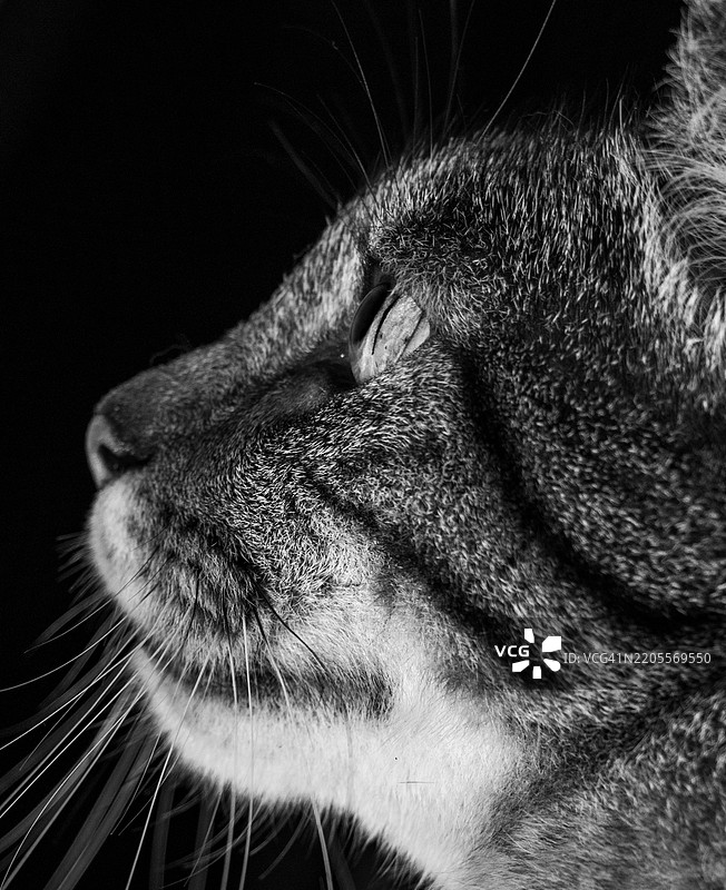 阿美尼亚的猫特写图片素材