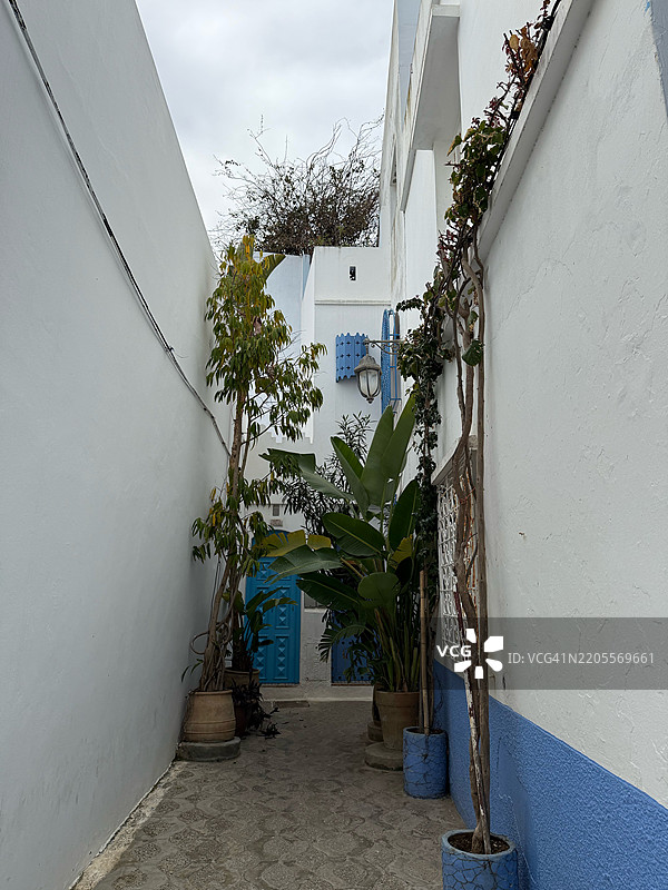 靠近墙壁的盆栽植物特写，阿西拉，摩洛哥图片素材