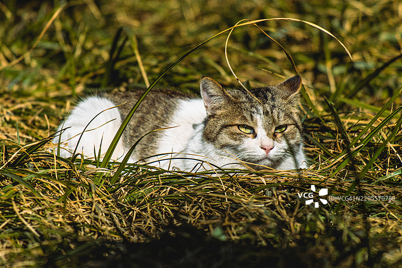 坐在草地上的猫的肖像图片素材